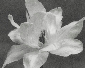 flor