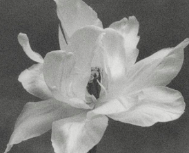 flor